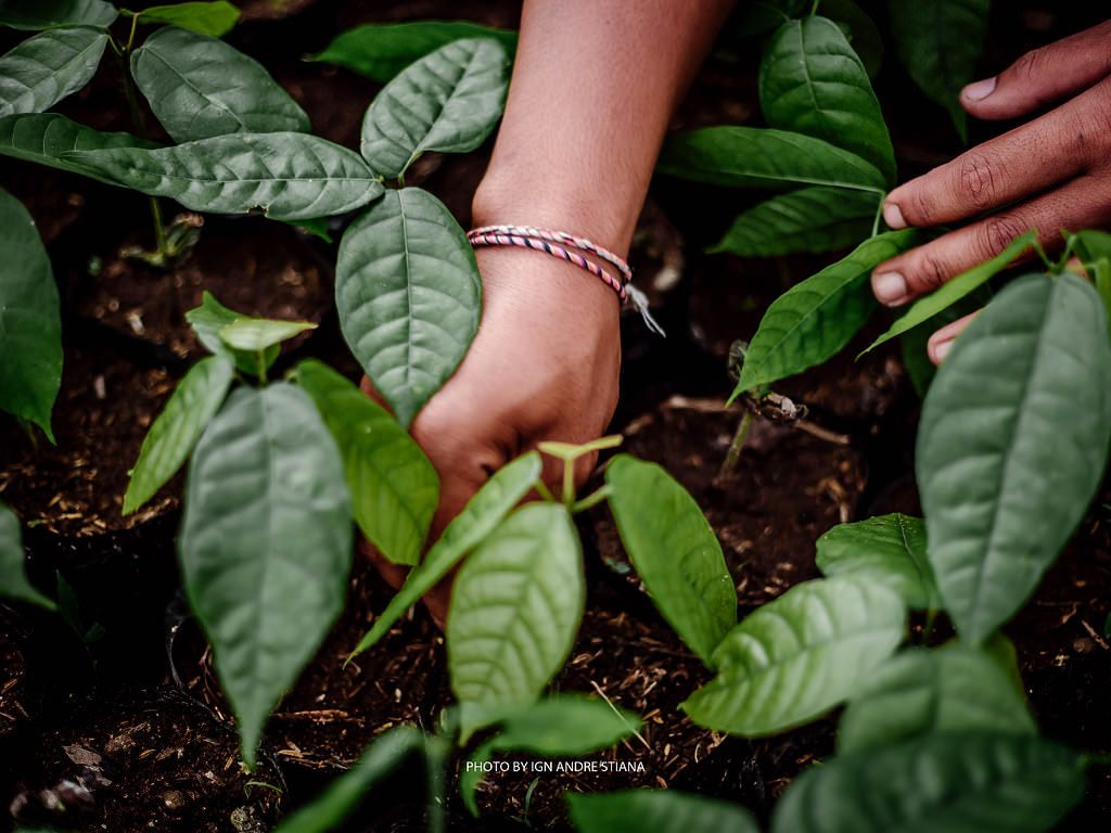Nông nghiệp tái sinh: một bàn tay chăm sóc cây cacao